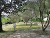 The Olive Grove